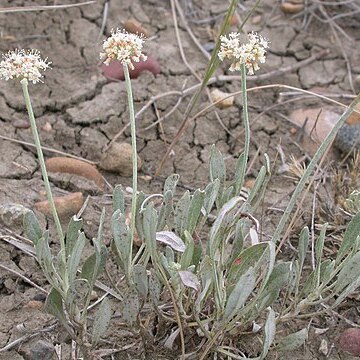 Eriogonum pauciflorum unspecified picture