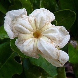 Tabebuia stenocalyx unspecified picture