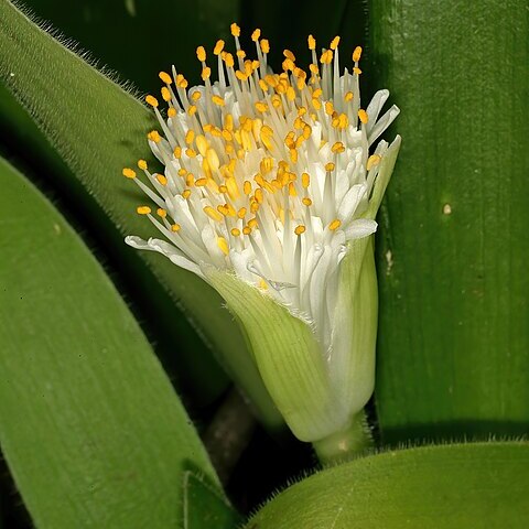 Haemanthus pauculifolius unspecified picture