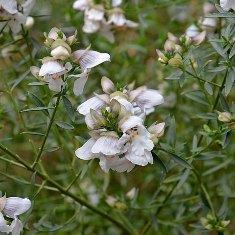 Prostanthera striatiflora unspecified picture