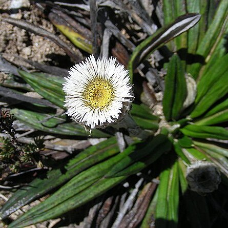 Oritrophium unspecified picture