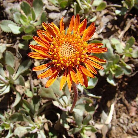 Haplopappus macrocephalus unspecified picture