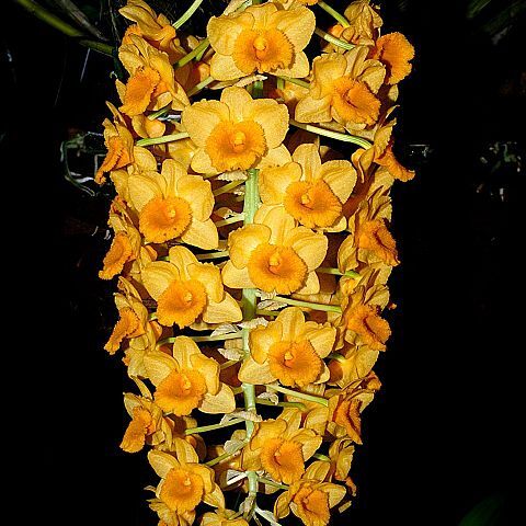 Dendrobium densiflorum unspecified picture