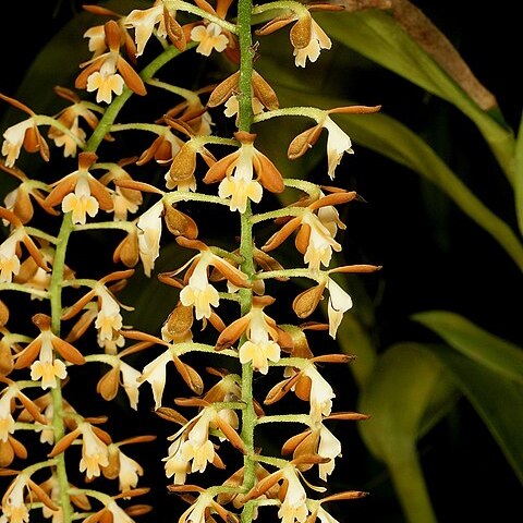 Epidendrum ferrugineum unspecified picture