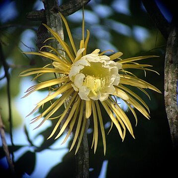 Selenicereus grandiflorus subsp. grandiflorus unspecified picture