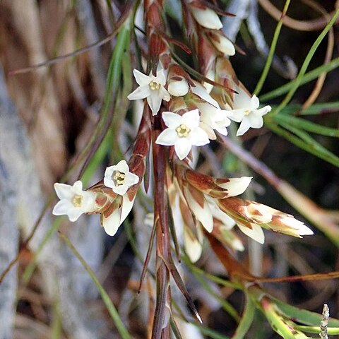 Dracophyllum ophioliticum unspecified picture