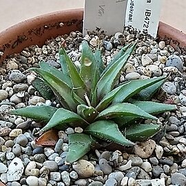 Haworthia angustifolia var. baylissii unspecified picture