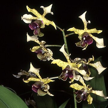 Dendrobium atroviolaceum unspecified picture