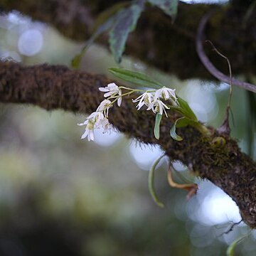 Dendrobium nanum unspecified picture