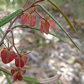 Lasiopetalum rufum unspecified picture