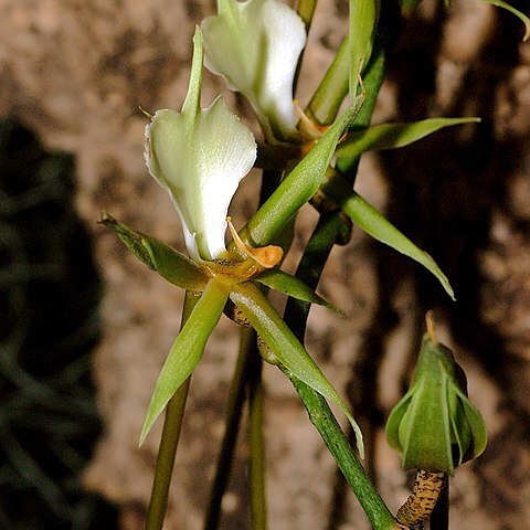 Plectrelminthus caudatus unspecified picture