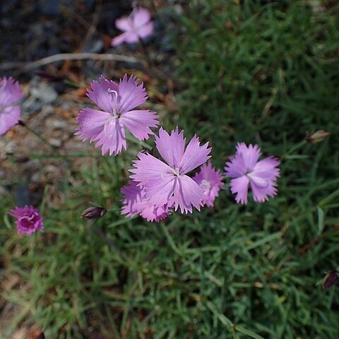 Dianthus furcatus subsp. lereschii unspecified picture