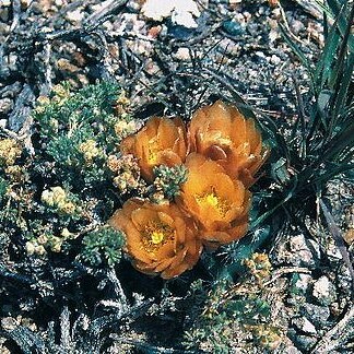 Sclerocactus pubispinus unspecified picture