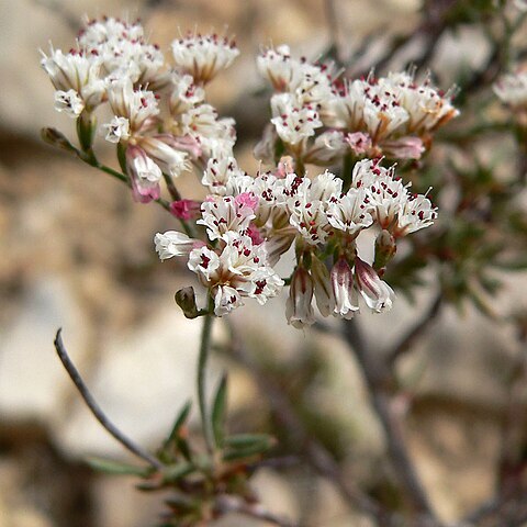 Eriogonum microthecum unspecified picture