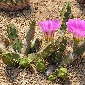 Echinocereus pentalophus subsp. pentalophus unspecified picture