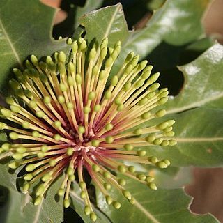 Banksia ilicifolia unspecified picture