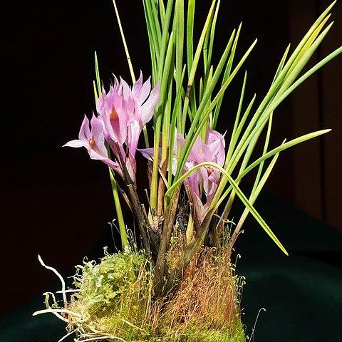 Dendrobium violaceum unspecified picture