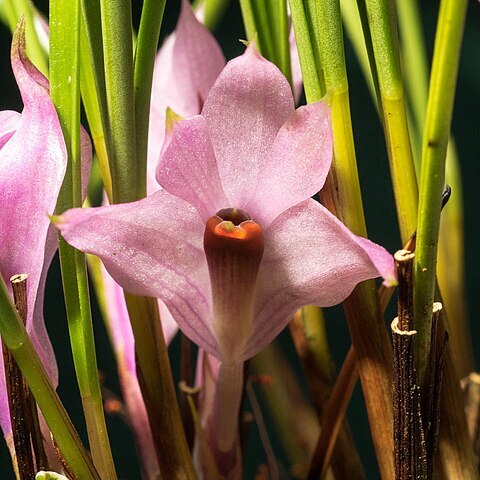 Dendrobium violaceum subsp. violaceum unspecified picture