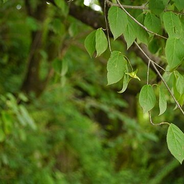 Euonymus fimbriatus unspecified picture