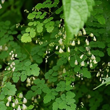 Thalictrum foliolosum unspecified picture