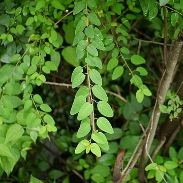 Leptopus cordifolius unspecified picture