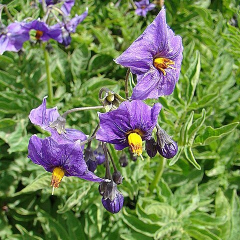 Solanum etuberosum unspecified picture