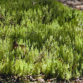 Dicranum speirophyllum unspecified picture