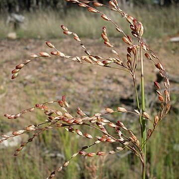 Juncus remotiflorus unspecified picture