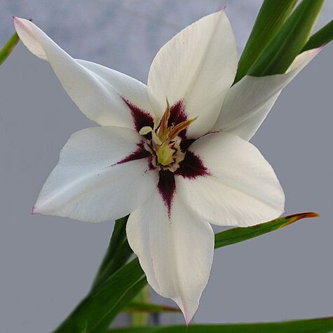 Gladiolus murielae unspecified picture