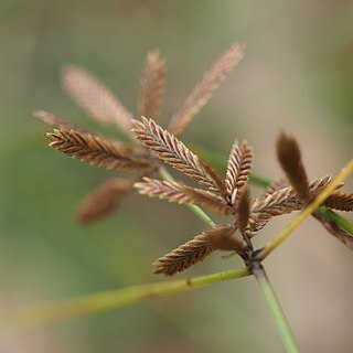 Pycreus flavidus unspecified picture