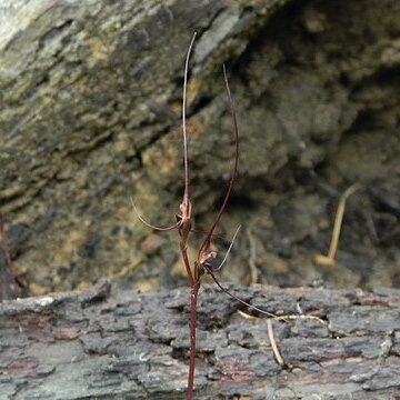 Acianthus caudatus unspecified picture