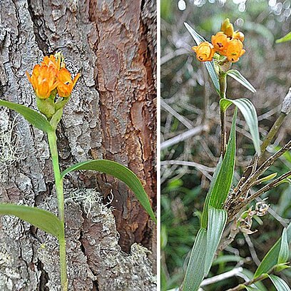 Elleanthus aurantiacus unspecified picture