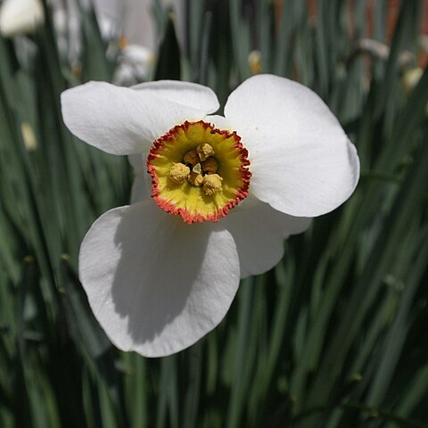 Narcissus poeticus subsp. poeticus unspecified picture