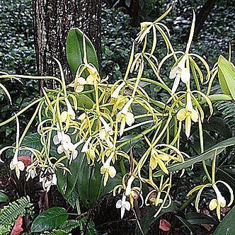 Epidendrum leucochilum unspecified picture