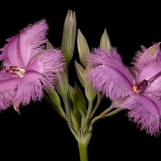 Thysanotus multiflorus unspecified picture