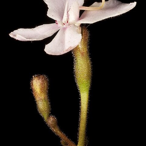 Stylidium sejunctum unspecified picture