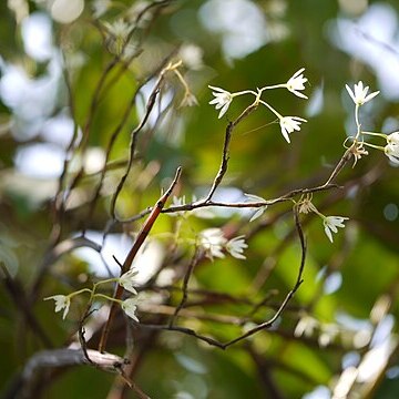 Dendrobium herbaceum unspecified picture