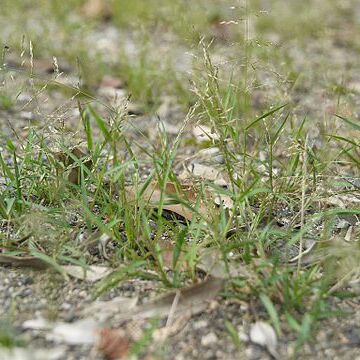 Eragrostis multicaulis unspecified picture