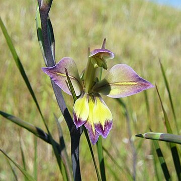 Gladiolus orchidiflorus unspecified picture