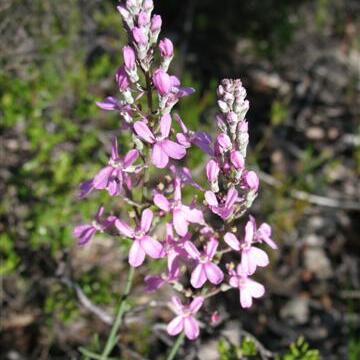 Stylidium brunonianum unspecified picture