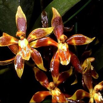 Oncidium cruentoides unspecified picture