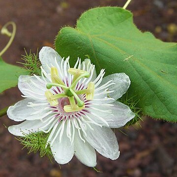 Passiflora vesicaria var. galapagensis unspecified picture