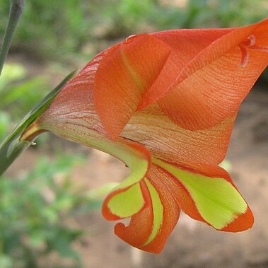 Gladiolus decoratus unspecified picture