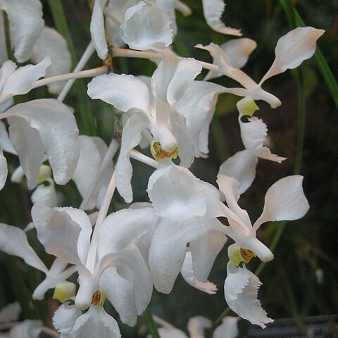 Holcoglossum auriculatum unspecified picture