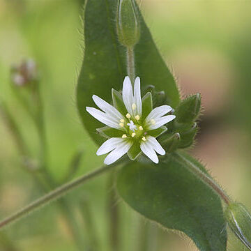 Cerastium fontanum subsp. vulgare unspecified picture