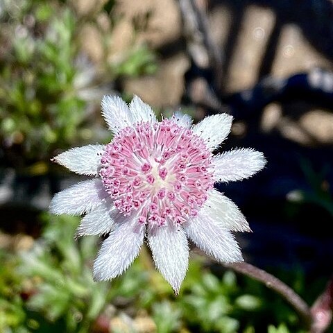 Actinotus forsythii unspecified picture