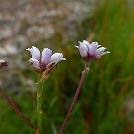 Conospermum tenuifolium unspecified picture