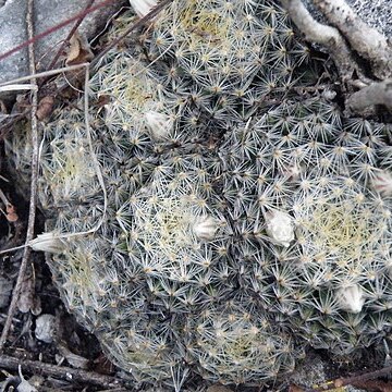 Mammillaria schiedeana subsp. dumetorum unspecified picture