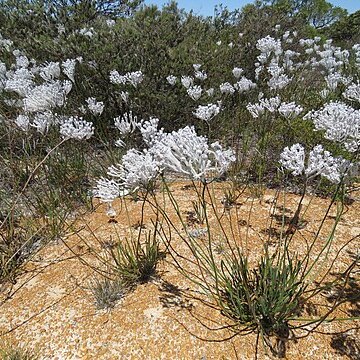 Conospermum crassinervium unspecified picture