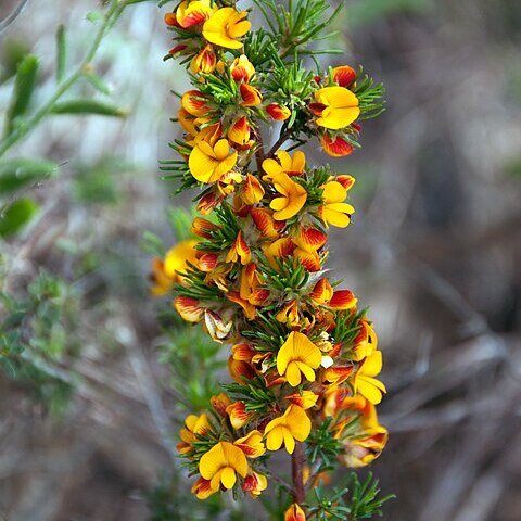 Pultenaea acerosa unspecified picture